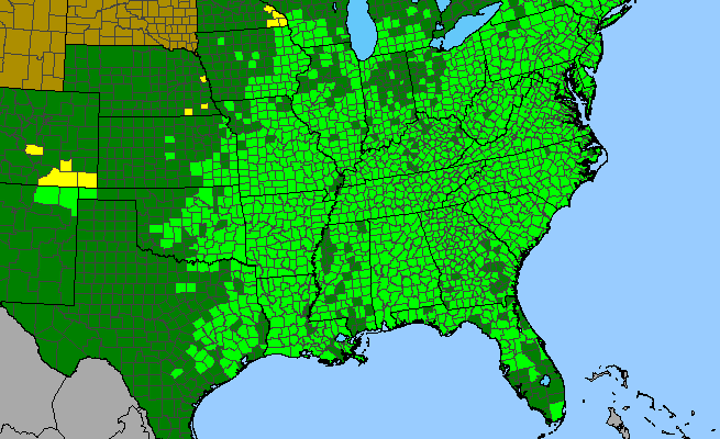 The range of Asplenium platyneuron